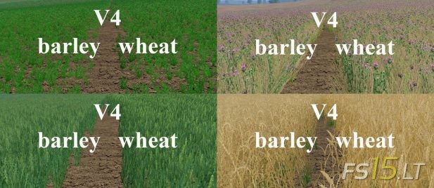 Wheat-Texture