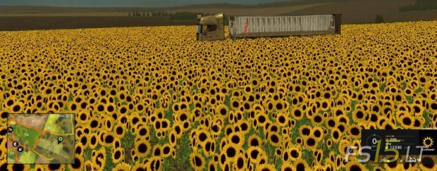 Sunflower-Textures